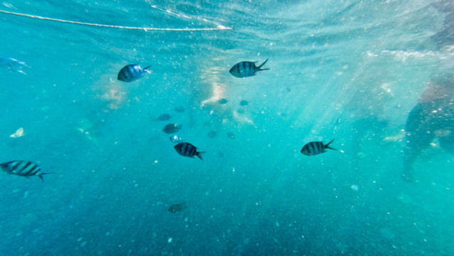 海底熱帶魚