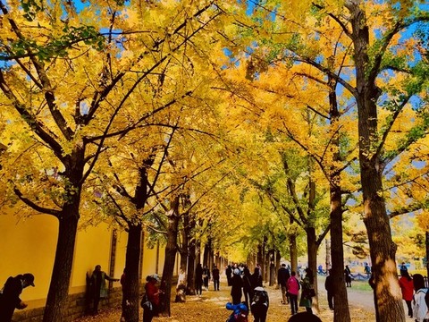 銀杏大道