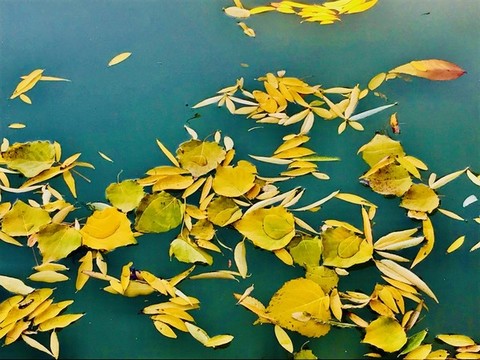 樹葉