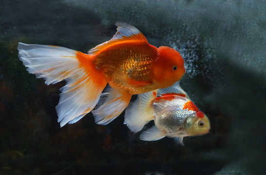 金魚(yú)