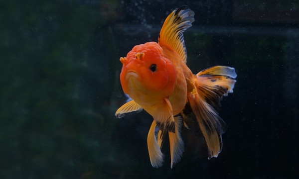 金魚