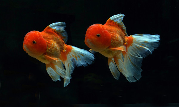 金魚(yú)