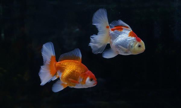 金魚
