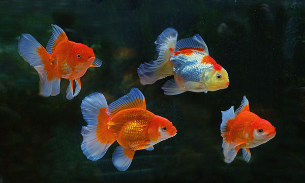 金魚
