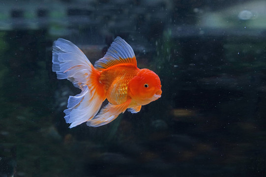 金魚(yú)