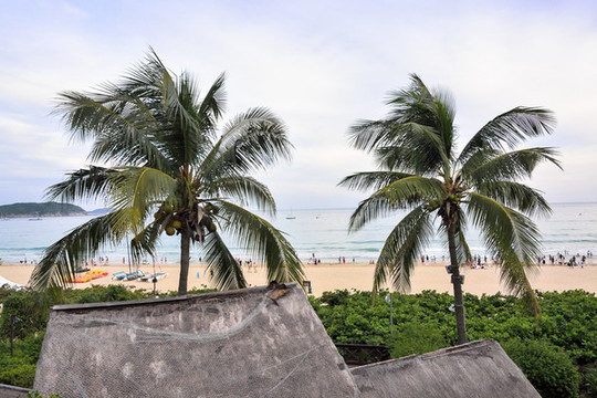 椰樹海灘