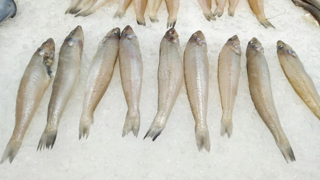 冷鮮魚