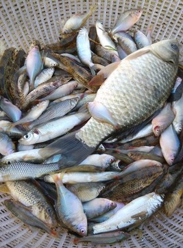 雜魚
