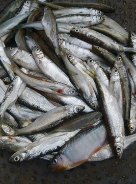 魚(yú)