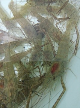 河蝦