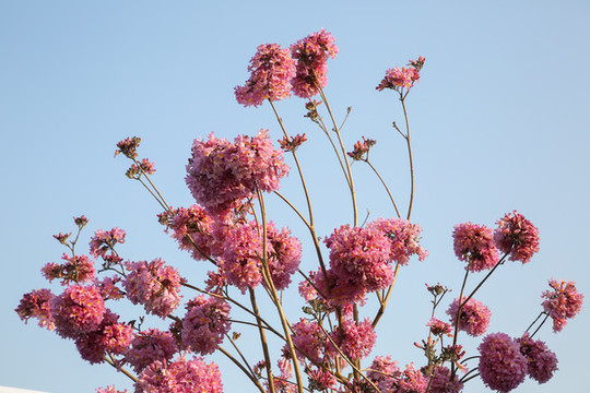 紫花風(fēng)鈴木