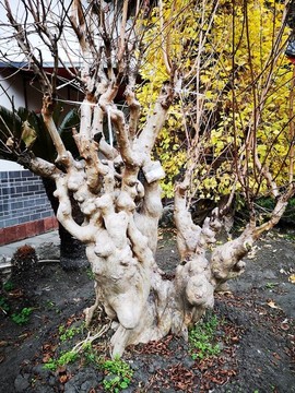 紫薇樹