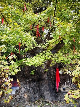 銀杏古樹