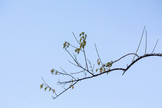 水墨樹枝