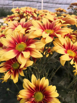 菊花