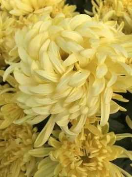 黃菊
