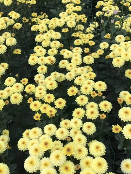 黃菊