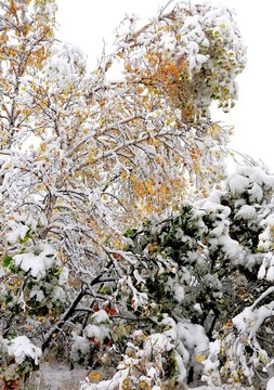 雪韻