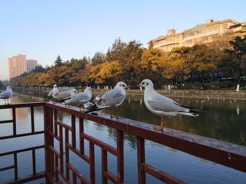 昆明海鷗