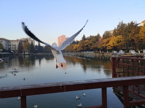 展翅的海鷗