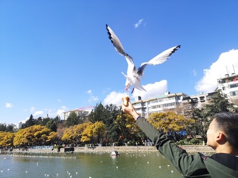 喂海鷗
