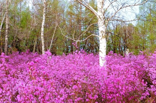 杜鵑花開的季節(jié)