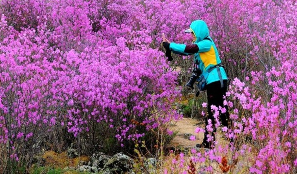 杜鵑花開的季節(jié)