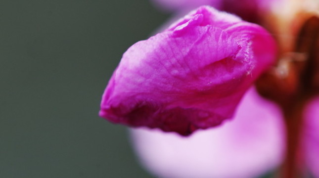 杜鵑花開的季節(jié)