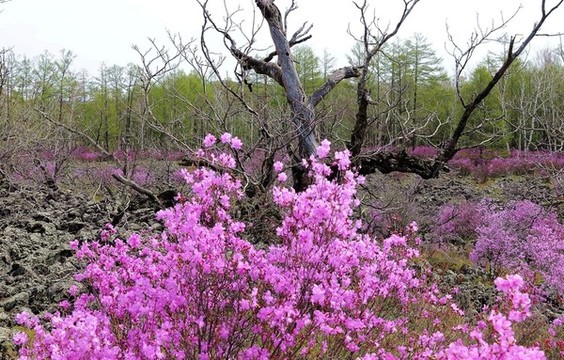 杜鵑花開(kāi)的季節(jié)