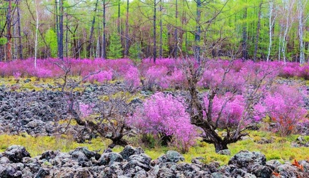 杜鵑花開的季節(jié)