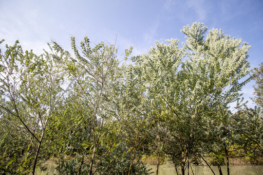 高清藍(lán)天植物