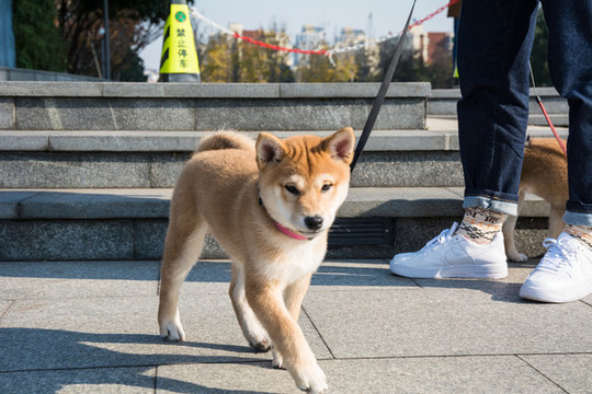 柴犬