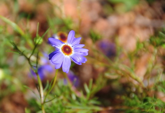 西澳的野花