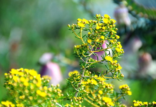 珀斯國王公園的野花