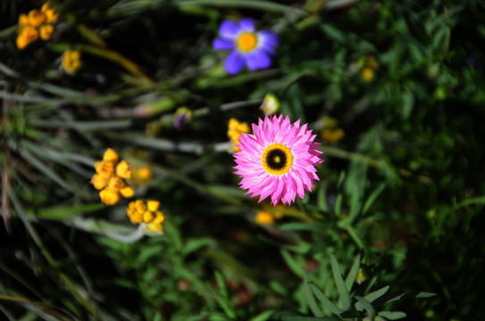 珀斯國王公園的野花