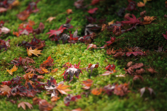 日本京都西芳寺苔蘚和秋季楓葉