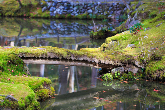 日本京都西芳寺苔蘚和秋季楓葉