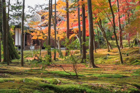 日本京都西芳寺苔蘚和秋季楓葉