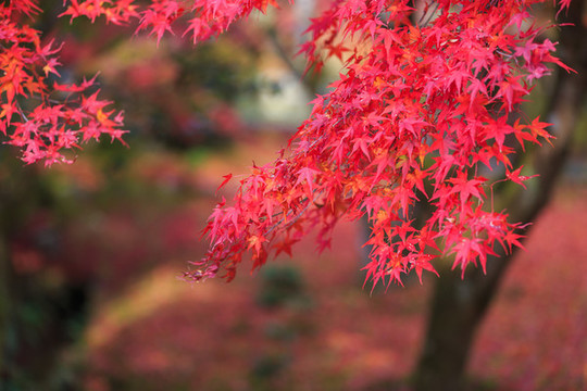 日本京都楓葉美景背景圖