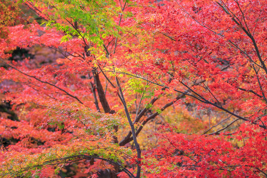 日本京都楓葉美景背景圖