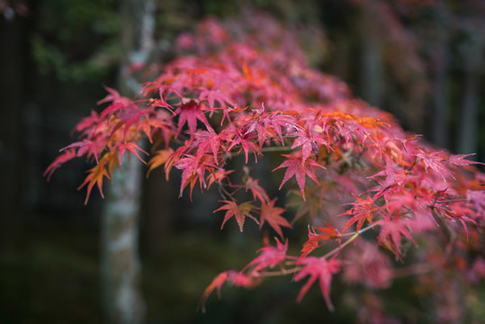 日本京都枫叶美景背景图