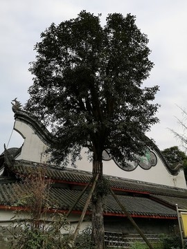 百年桂花樹(shù)