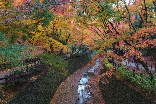 日本京都北野天滿宮秋季楓葉美景