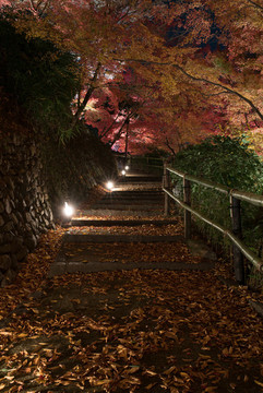 日本京都北野天滿宮秋季楓葉美景