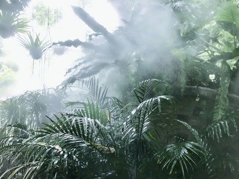 熱帶雨林風(fēng)光仙境