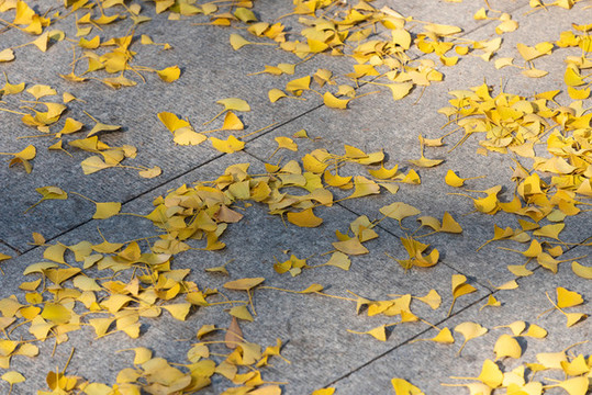 地上的銀杏葉