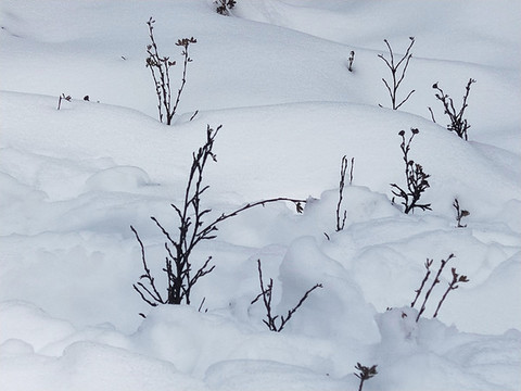 雪地