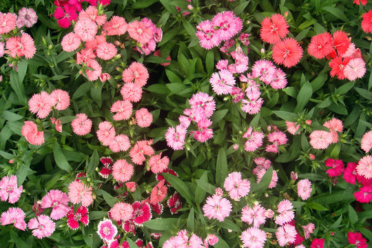 粉色小菊花