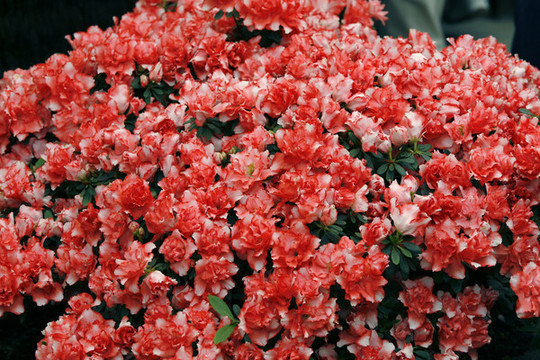 杜鵑花