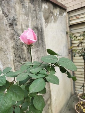 粉色月季花